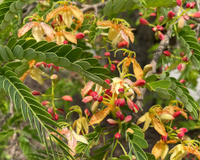 Se você tem um quintal, plante essa árvore frutífera que apostamos que você jamais imaginou, mas cresce fácil e dá frutos deliciosos