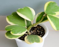 Para lotar sua casa de amor: essa planta em formato de coração é perfeita para a decoração