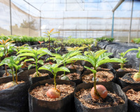Como plantar abacate em vaso: com esse passo a passo você vai ter um lindo abacateiro em casa