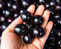 Jabuticabas são frutinhas deliciosas, mas quantas pode comer por dia? Veja a quantidade!