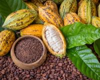 Cacau além do chocolate! Ingrediente será muito usado em geleias e compotas em 2024, apontam 50 especialistas