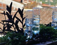 O segredo da garrafa PET de cabeça para baixo que salva o seu jardim: resolve 2 problemas de uma vez
