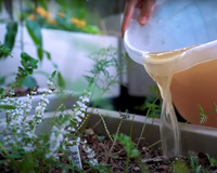 Receita de adubo de arroz (não pode ser parboilizado!) deixa o solo vivo e ajuda no crescimento de flores e frutas nas suas plantas