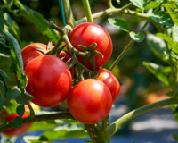 Truque simples de jardineiro para tomateiros fortes: plante as suas mudas ao lado dessa flor e afaste as pragas