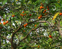 Fruta com sabor de chiclete? Descubra qual é e como plantar em seu quintal