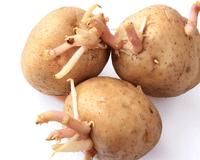 Batata que está brotando pode ser consumida ou apresenta perigo para a sua saúde? TudoGostoso revela a verdade