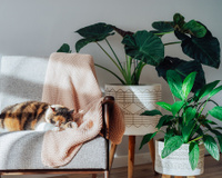 Quer ter plantas, mas não bate sol na sua casa? Veja essas 5 espécies perfeitas para ambientes escuros