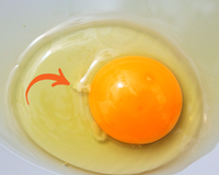 Sêmen de galo ou embrião? Muitas pessoas tiram o fio branco do ovo, mas não é preciso removê-lo e aqui está o motivo