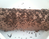 Rocambole de chocolate vapt vupt