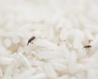 O que são esses bichinhos que dão no arroz e como se livrar deles muito fácil
