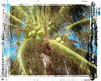 Cocada de Coco Verde