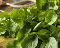 Folha verde eleita o vegetal nº 1 do mundo para a sua saúde é um superalimento acessível e reduz o risco de doenças crônicas