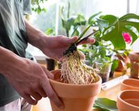 Aprendi com um jardineiro como ter costela-de-adão bem cuidada dentro de apartamento com passos simples