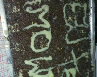 Bolo simples de chocolate