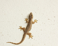 Adeus lagartixas: a planta que espanta o lagartinho da sua casa sem sofrimento