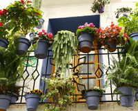 Sol e vento não são problema: TudoGostoso mostra 5 flores perfeitas para a varanda ficar bonita por mais tempo