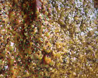 Quinoa ao molho funghi