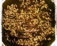 Cobertura durinha de chocolate fácil