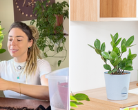 Camilla Lelis, especialista em plantas: "O maior erro na hora de cuidar da zamioculca não é o lugar que você escolheu, e nem o substrato que você misturou"