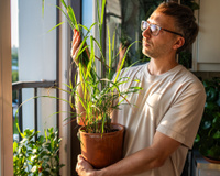 Nem lavanda, nem alecrim: a planta aromática que virou tendência para afastar insetos e deixar a casa mais cheirosa