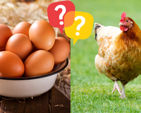 O que veio primeiro: o ovo ou a galinha? Cientistas britânicos mudam tudo que você achava que sabia