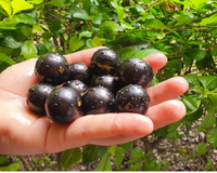 Como plantar jabuticaba em um vaso? É mais fácil do que você pode imaginar e dá para colher os frutos o ano inteiro