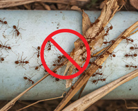 Poucas pessoas sabem: diga adeus às formigas no seu jardim com um desses 4 truques caseiros e naturais
