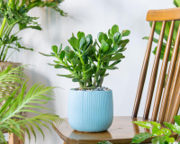 Segundo o Feng Shui, essa é a planta que empresários sempre devem ter por perto para atrair dinheiro