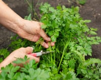 Tem coentro na horta? Esses truques de fazendeiro vão fazer ele crescer forte e aromático