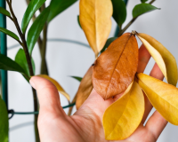 Pouca gente sabe, mas esse erro na adubação da zamioculca faz com que a planta fique amarelada e pare de crescer