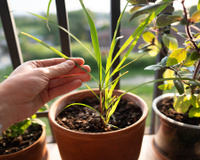 Como afastar mosquitos no verão com um truque natural e fácil de manter em vasos