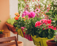 8 pequenas plantas floridas para casas com espaço limitado