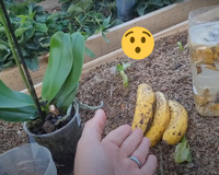 A casca de banana é um verdadeiro tesouro para a sua orquídea: você pica a casca de 3 bananas, mistura com 2 litros de água e...