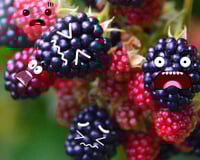 Como assim "amora toma susto"? É isso que acontece com a fruta antes de chegar na sua casa para ela ficar suculenta e gostosa