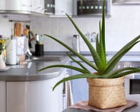 A inteligência artificial revelou o lugar certo para colocar essa planta e atrair abundância no final do ano (e manter as energias ruins bem longe!)