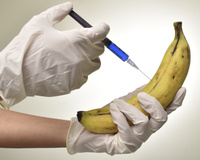 O que os cientistas estão fazendo para SALVAR A BANANA nos campos agrícolas?