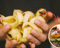 Com essa parte da batata você faz um adubo para usar em qualquer planta da sua casa