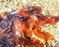 Alga com sabor de bacon: saiba mais sobre a incrível descoberta