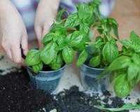 Plante essa erva aromática em casa, ela pode ajudar a controlar a ansiedade (e ainda deixa a sua comida maravilhosa)