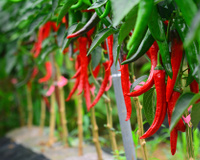 Benefícios da pimenta para a saúde: confira