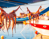 O México se junta ao Chile na introdução de uma lei federal para proibir fazendas de polvo