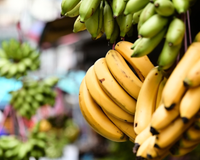 O truque da banana suspensa funciona mesmo? Descubra como fazer a fruta durar o dobro do tempo!