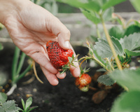 Como plantar morango em vaso utilizando a própria fruta: chega de pagar caro no supermercado