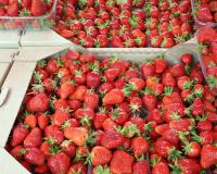 Nem geladeira, nem fruteira: esse é o lugar ideal para armazenar morangos para que a fruta não apodreça