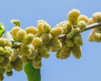 Seus frutos são os mais saudáveis do mundo. Nem todos os cultivam em seus jardins, o que é uma pena