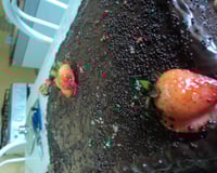 Cobertura de chocolate para bolo rápida