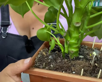 Truque simples de enterrar palito de fósforo no solo das plantas pode resolver um problema sério no vaso ou no jardim