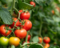 Como e quando podar os pés de tomate para obter frutos maiores e mais saudáveis