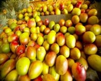 Sorvete de casca de manga