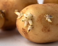 Se você tem dúvidas sobre comer batatas com brotos, um doutor em química esclarece se elas são realmente perigosas ou não